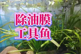 除油膜又吃蚊子幼虫孑孓，好看好养好用的鱼缸除油膜工具鱼青鳉鱼
