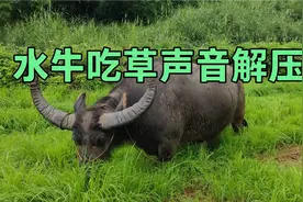 农村水牛啃草是真的解压#解压 #吃草 #水牛 #农村视频封面