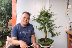 火棘盆景为什么容易死？只要学会了这些方法，其实火棘最好养。视频封面