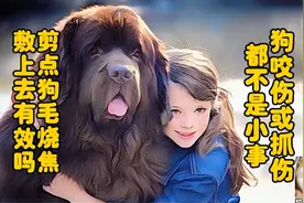 剪点狗毛烧焦涂抹在狗咬伤部位有效吗？应怎样处理才正确