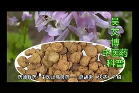 药师释药：中医止痛良药——延胡索（块茎）介绍