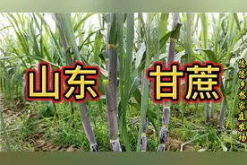 山东甘蔗种下5个月，亩产3000根，采摘10元一根，干农业得有特色
