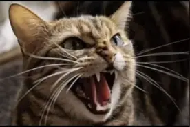 为什么猫咪会对我们哈气呢？