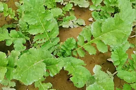 萝卜也可以移栽？分享我的移栽经验，现场教学视频封面