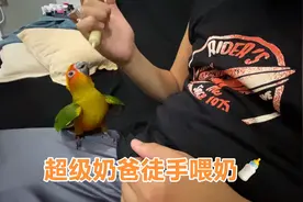 3个月大的金太阳奶瘾十足#萌宠#手养鹦鹉
