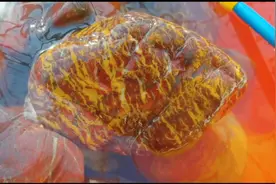 昨天去渭河跑了5个石头滩就捡了2块鸡血玉