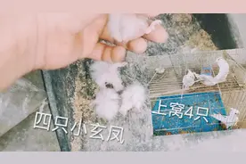 4只毛绒绒的小玄凤鹦鹉真可爱，和长大的小玄凤比它们就太丑了