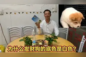 为什么白色是白狗黃头身带印的发财狗的底色？相狗师告诉你！视频封面