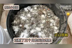 花生饼肥沤制了三个月，终于可以用了，用它来追肥，效果肉眼可见视频封面