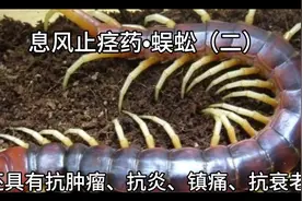 蜈蚣，乃夜行性肉食动物，具有息风镇痉攻毒散结通络止痛的作用。视频封面