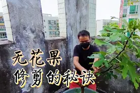 无花果丰产的秘诀，剪枝是关键，这样一修一剪，好看又结果多视频封面