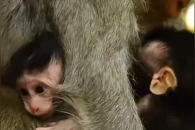 被弃养双胞胎小猴后续来了，故事又有怎样的发展呢？一起去看看吧视频封面