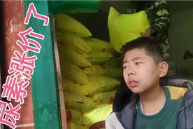 陕西尿素涨价了，究竟多少钱一袋？看完视频就知道了视频封面