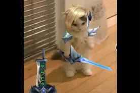 英雄联盟猫猫表情包!视频封面