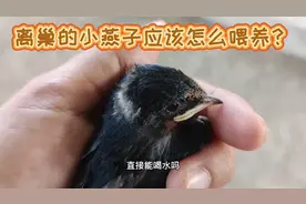 离巢小燕子应该怎么喂养？一窝只活了一只，房车游新疆的荒野生活视频封面