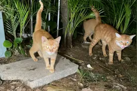 买了鸡肉去喂流浪猫，车刚停下，小猫已经飞跑出来迎接我