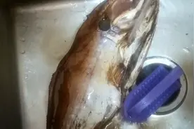 扒皮鱼，用油炸出来，酱香味十足，卖160一条真是太过瘾了。