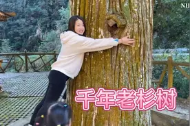 湖南偏僻小山村长着一颗千年老杉树，号称“亚洲第一大杉树”视频封面