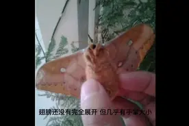 女子买蚕蛹一月没吃，不料暖气太热孵出蛾子 网友惊愕视频封面