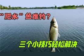 “肥水”鱼难钓吗？教你三个小技巧，鲫鱼鲤鱼乖乖上钩
