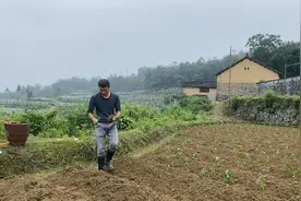 今年的辣椒种植完成了，3亩地5000株苗，预计能产出15000斤