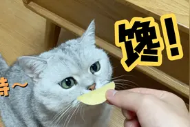 看到主人吃薯片，小猫咪馋坏了：求你也给俺尝一口呗视频封面
