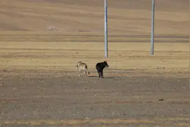 阿里无人区露营遇狼群，乌尼莫克洲际越野房车安全吗？视频封面
