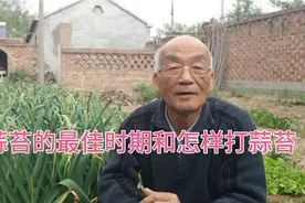 打蒜苔早了晚了都会影响蒜头膨大，怎样判断最佳时间很重要。