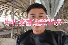 牛扎口蹄疫疫苗注意事项，花钱和免费的又啥区别，怀孕母牛能打吗视频封面