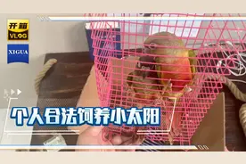 全网第一个人合法饲养小太阳鹦鹉，带大家看看标识卡脚环长啥样的视频封面