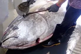 日本为啥喜欢吃生鱼片？观看300斤金枪鱼解体过程，一天吃掉一条视频封面