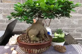 人参榕（荣华富贵）怎么养护与摆放？摆放在办公桌前面视频封面