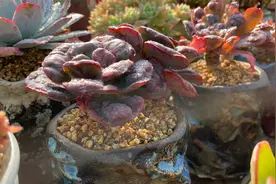 多菌灵和生根粉的使用方法，喜欢用他们泡根的小伙伴一定要看看哦视频封面