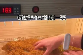 自己发酵烟丝，去苦去辣视频封面