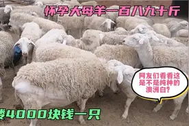 今天买了一群澳洲白大绵羊回来，平均4000块钱一只。视频封面