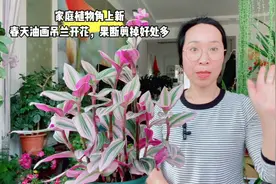 春天油画吊兰开花，果断剪掉好处多多