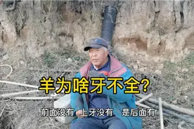 原来羊的牙并不全，吃东西全靠啃，这是为啥呢？