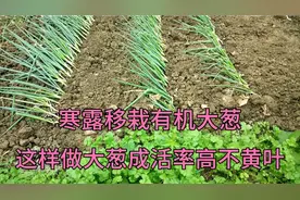 寒露移栽大葱，这样做大葱不死苗烂根，后期大葱长势快不生病虫视频封面