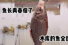 鱼长青春痘了，水库的鱼全废了视频封面