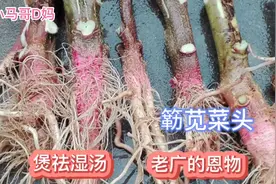 夏天里老广爱煲草本养生汤 4，老广祛湿恩物-簕苋菜头，要带刺的