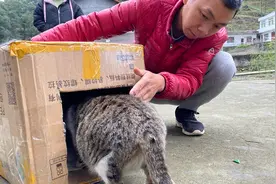 母猫快要临产坐立不安，这几天到处找产床，今天赶紧给它做个窝视频封面