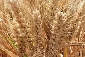 最高亩产808.6公斤，这四个小麦品种，被评为超强筋品种视频封面