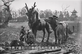 世界上最后一只麒麟， 有图来看看什么样子的