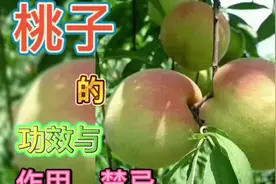 桃子的功效与作用、禁忌视频封面