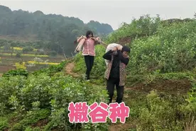 勇哥种三亩水田，75元一斤的谷种，3斤撒了三箱，一家人很快完成视频封面