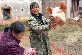 退伍老兵当杀猪匠，一头年猪200元，一天能挣1000多元视频封面