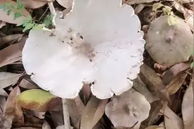 2021年5月广西桂林的鸡枞菌，不过还很少