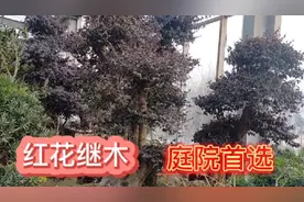 适合栽在庭院的树种，一年四季不落叶，红花继木寓意着热情，豪放视频封面