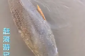 广州周边出发1小时赶海 唯一一个地方