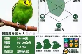 分享14种鹦鹉的特点，最后一种最完美